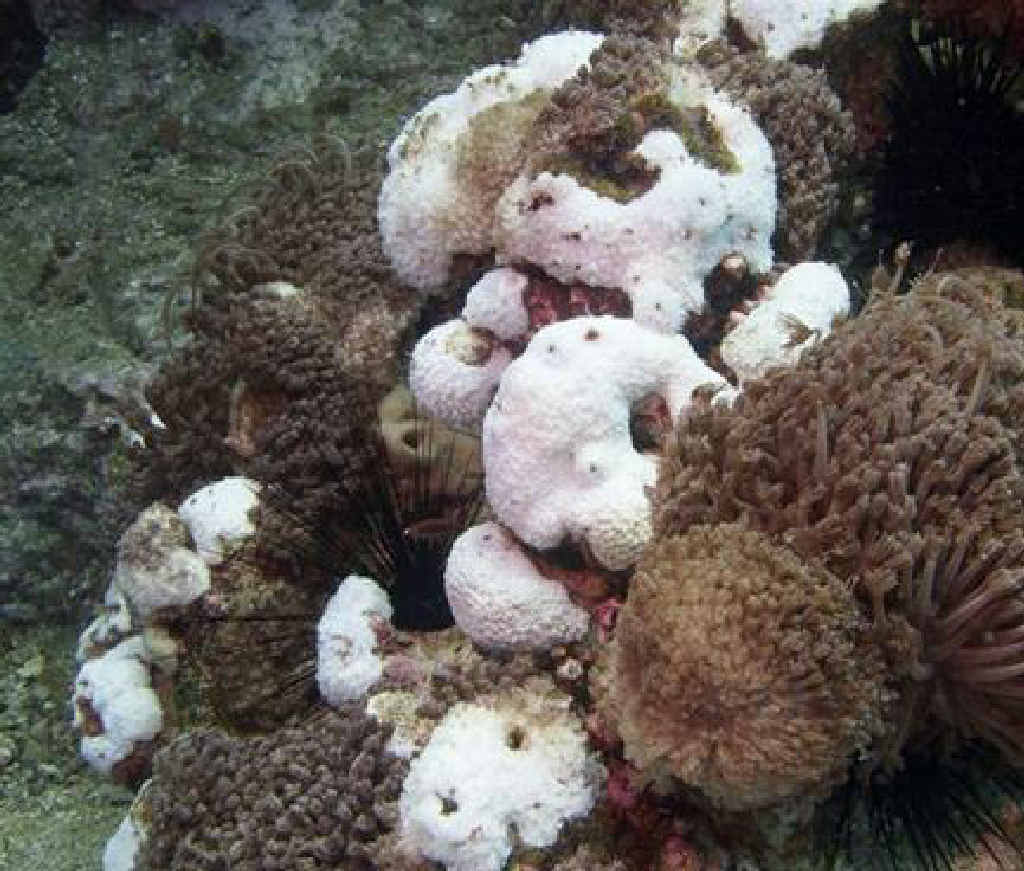 TOP NOTCH: Solitary Islands coral communities surveyed so far are doing well. More surveys are pending.